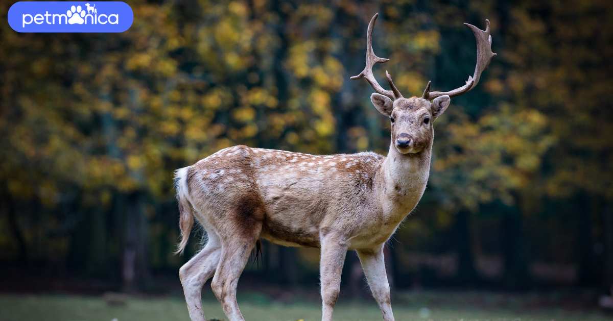 Deer Names