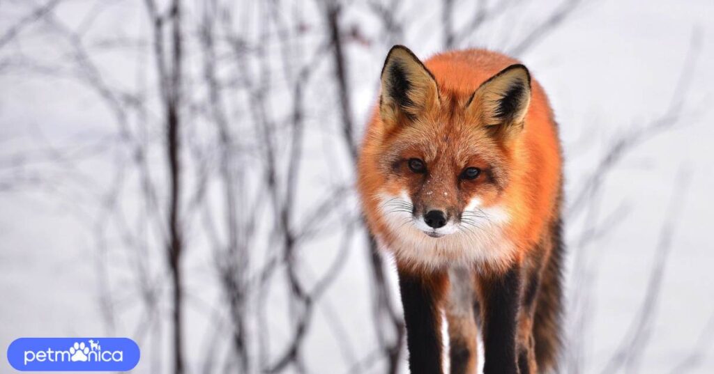 Male Fox Names