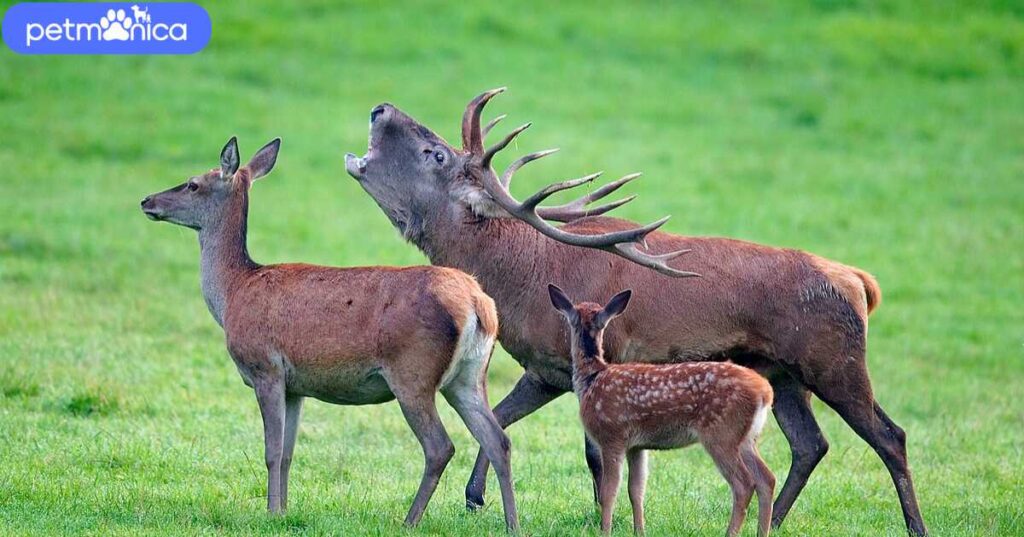 Nature-Inspired Deer Names