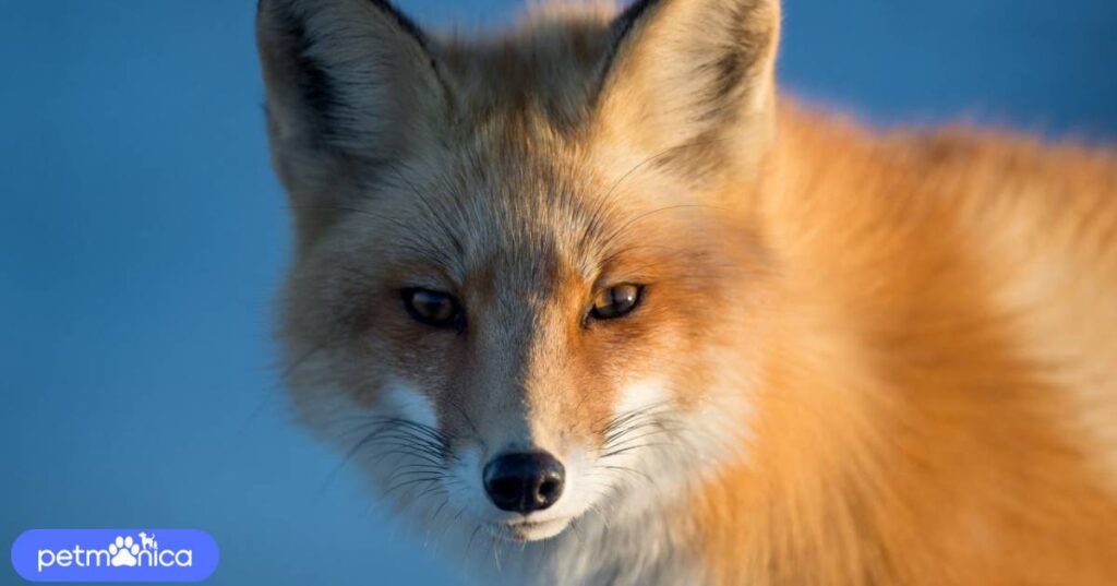 Nature-Inspired Fox Names