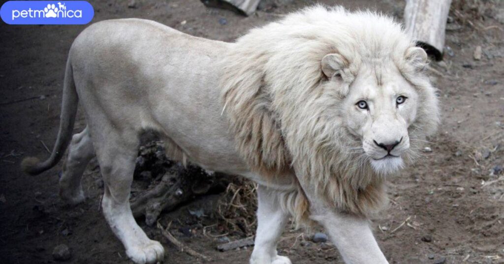 White Lion Names