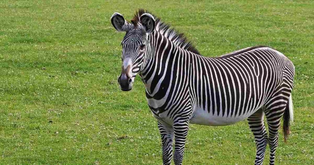 A To Z Zebra Names