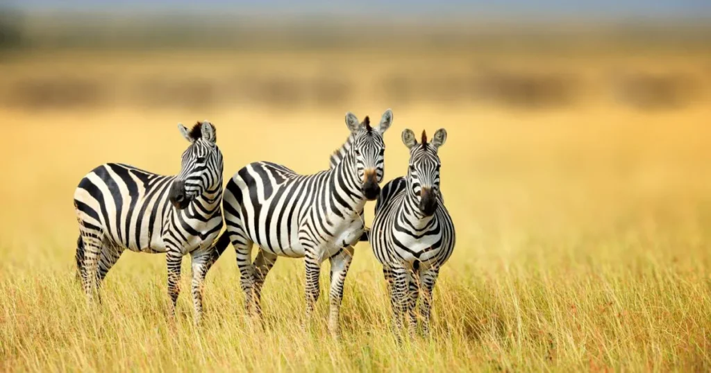 African Zebra Names