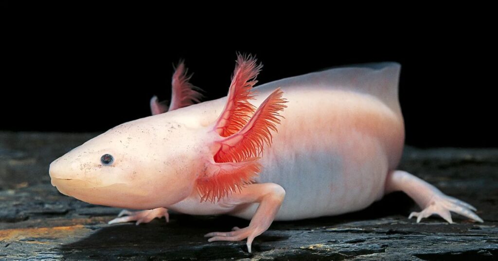 Albino Axolotls