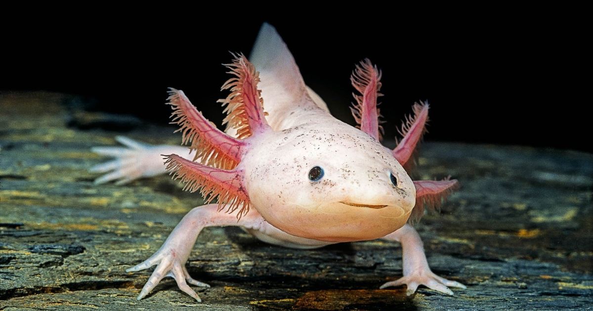 Axolotl Names