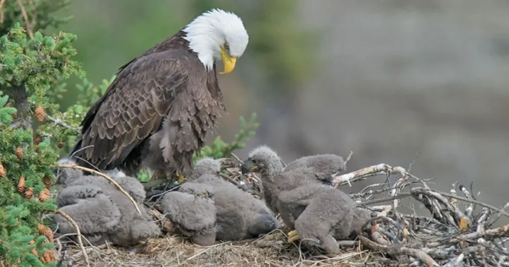 Baby Eagle Names