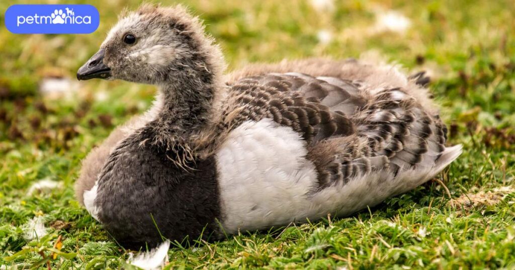 Baby Goose Names