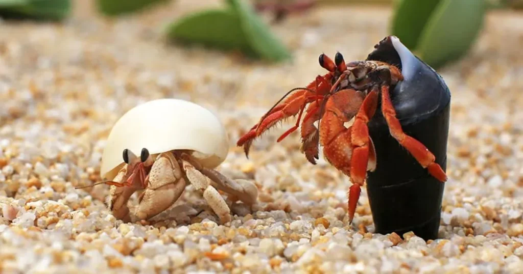 Baby Hermit Crab Names