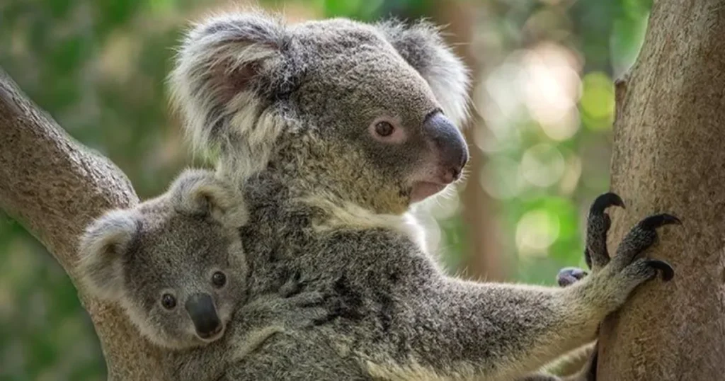 Baby Koala Names