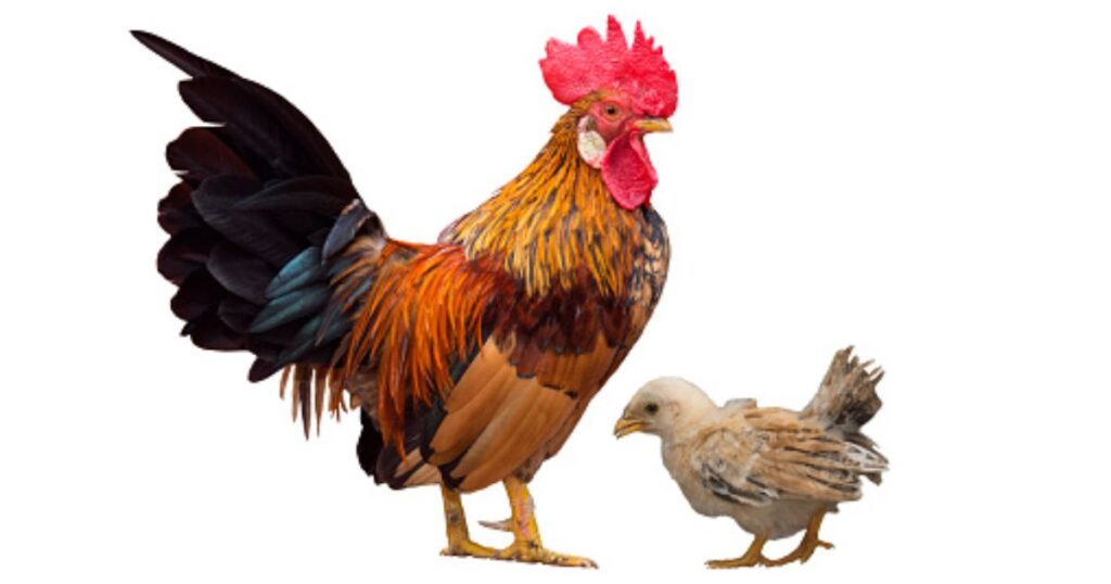 Baby Rooster Names