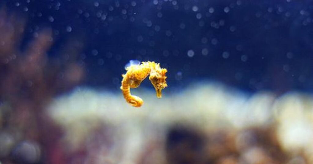 Baby Seahorse Names