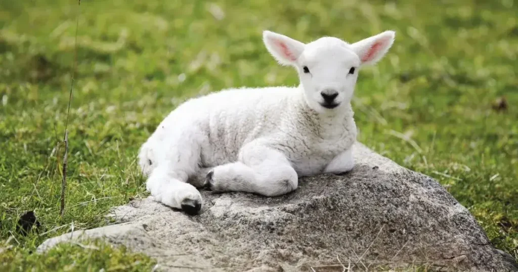 Baby Sheep Names