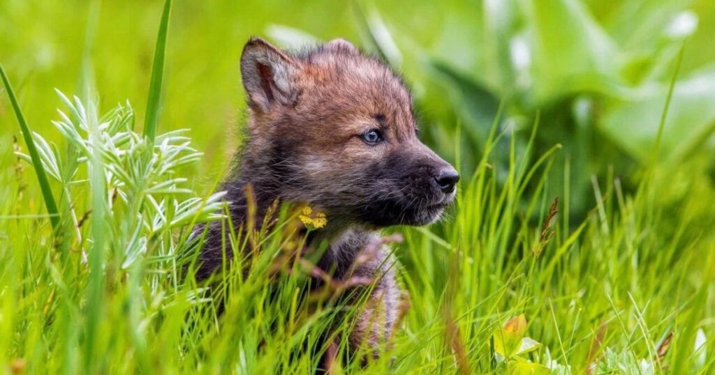 Baby Wolf Names