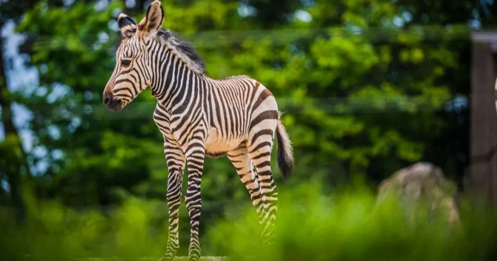 Baby Zebra Names