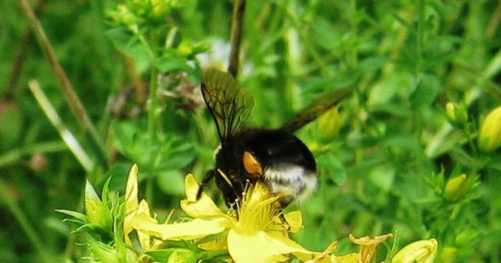 Badass Bee Names