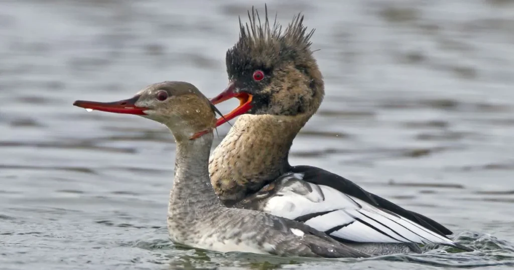 Badass Duck Names