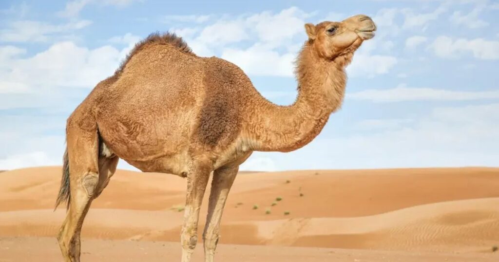 Badass Names For Camels