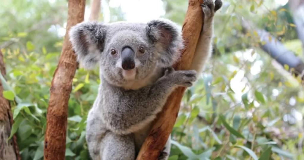 Badass Names for Koala