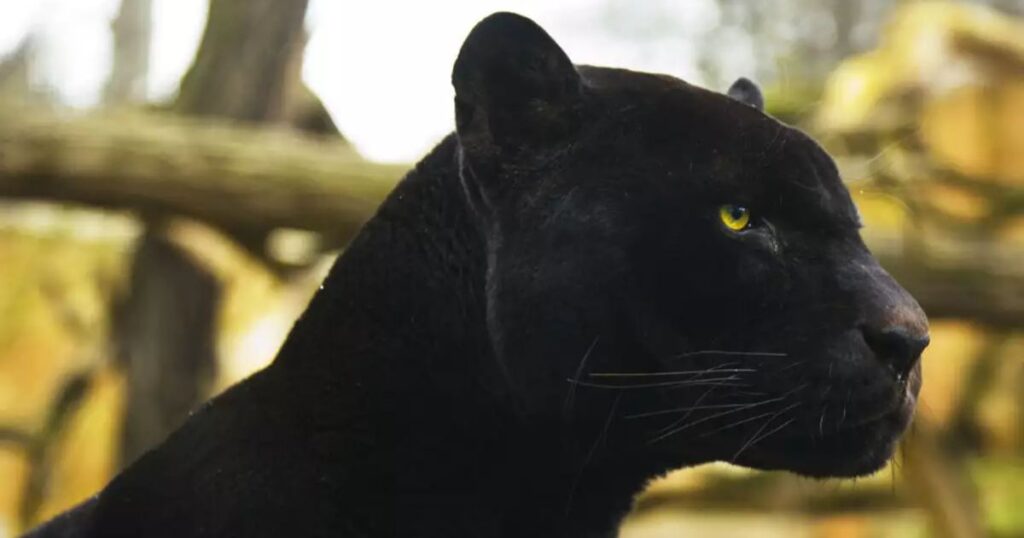 Badass Panther Names