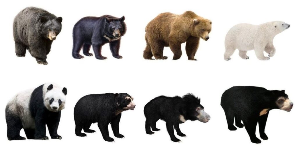 Bear Naming by Species