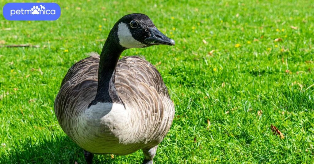 Best Goose Names