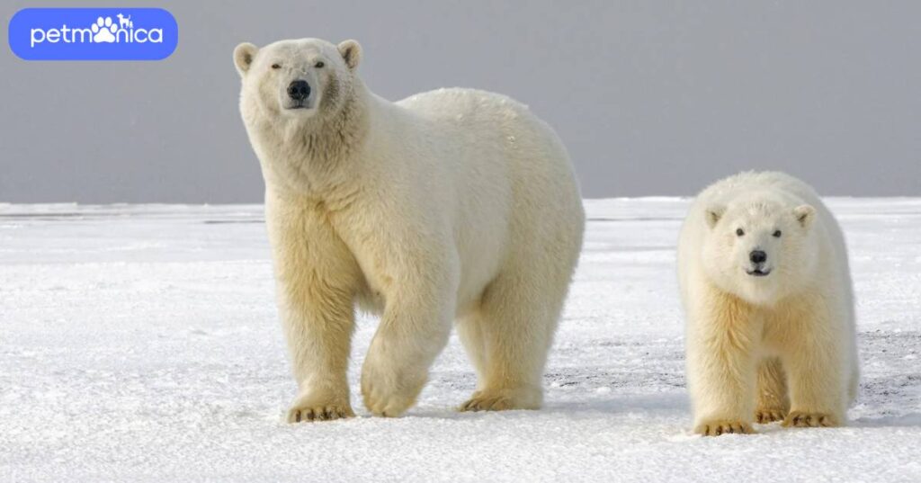 Best Polar Bear Names