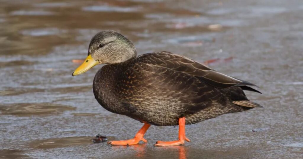 Black Duck Names