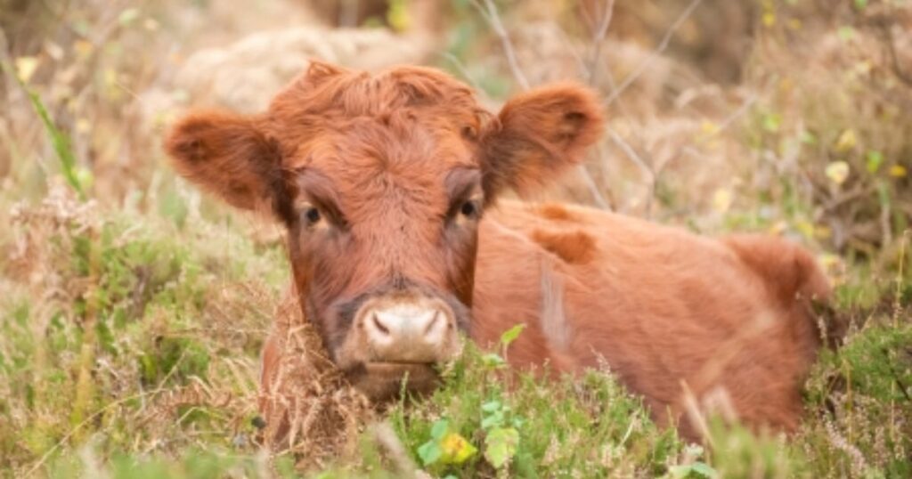 Bull Calf Names