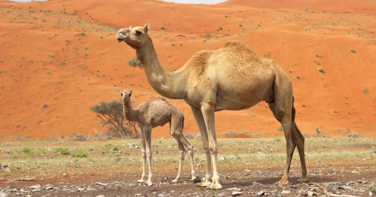 Camel Names