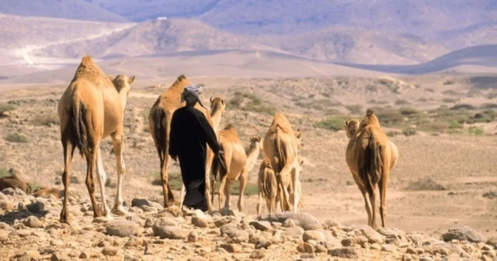 Catchy Arabic Camel Names