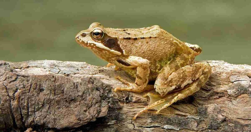 Common Names for Frog 