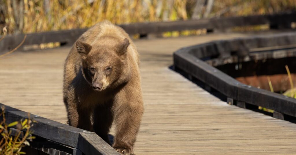 Cool Bear Names