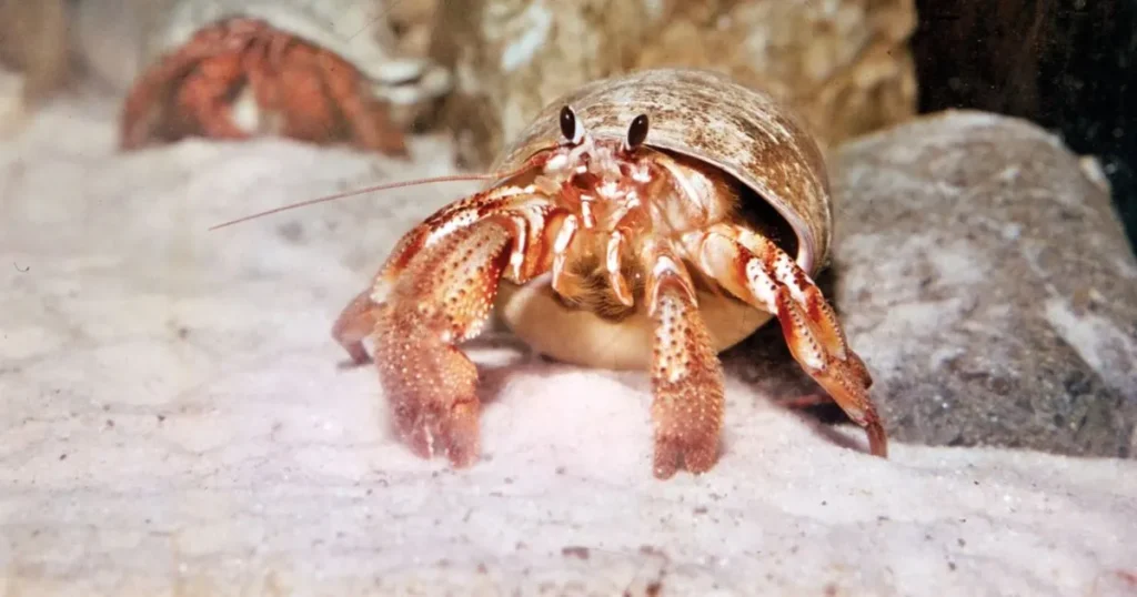 Cool Hermit Crab Names