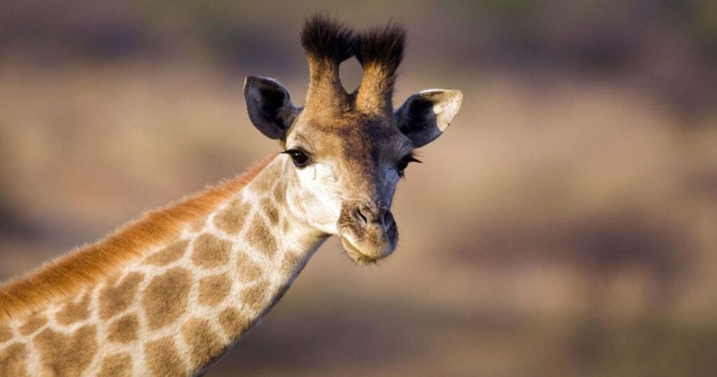 Cool Names for Giraffe