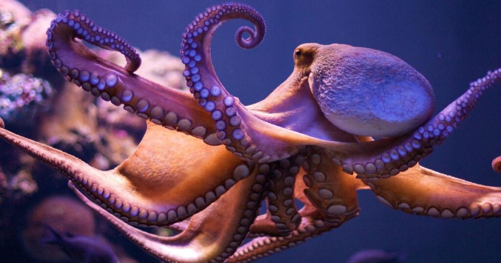 Cool Names for Octopus