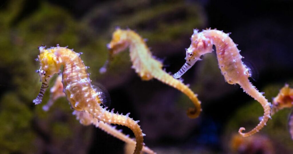 Cool Seahorse Names