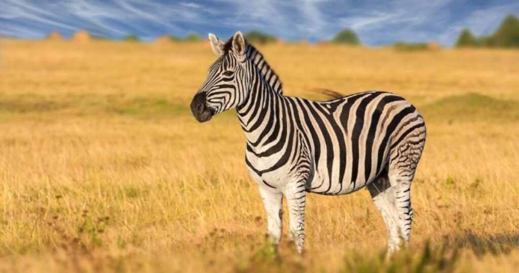 Cool Zebra Names