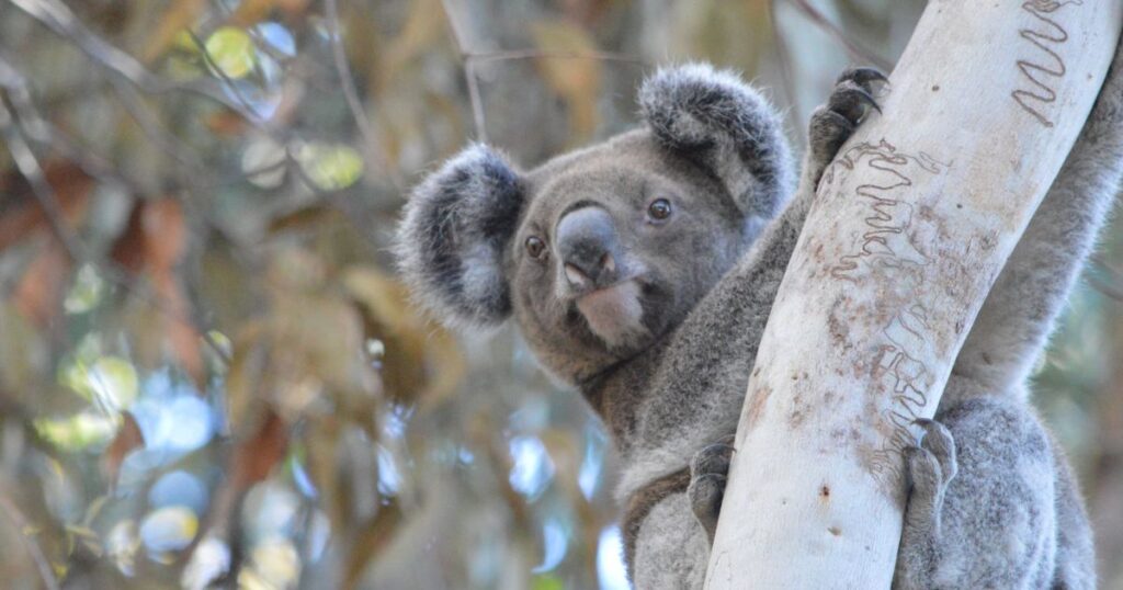 Cultural Koala Names