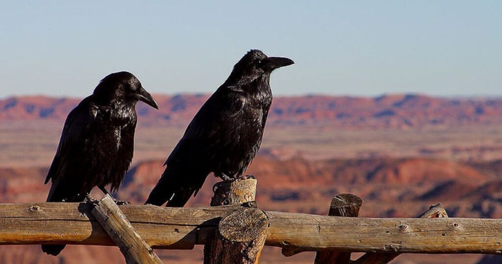 Cultural Raven Names