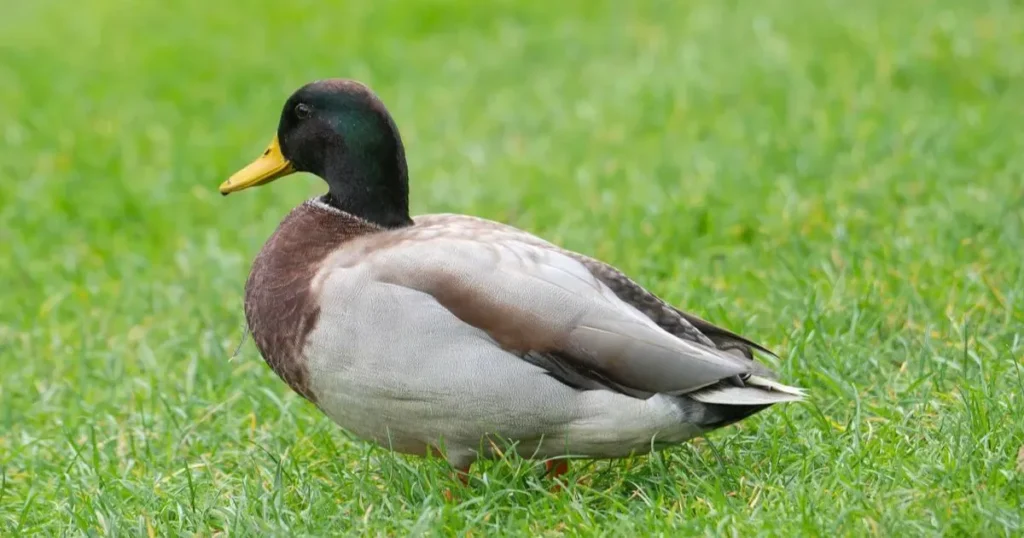 Cute Duck Names