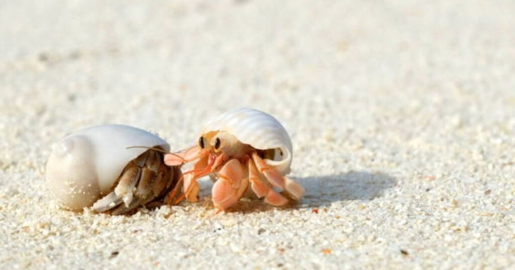 Cute Hermit Crab Names