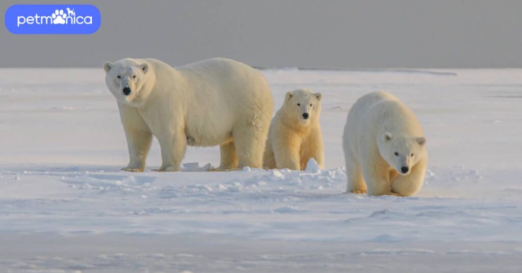 Cute Polar Bear Names