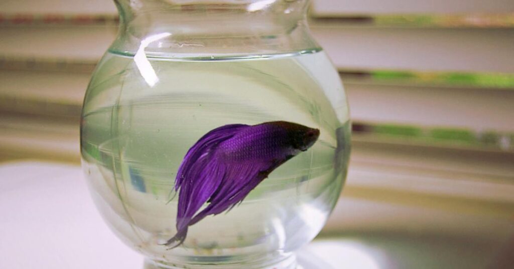 Cute Purple Fish Names