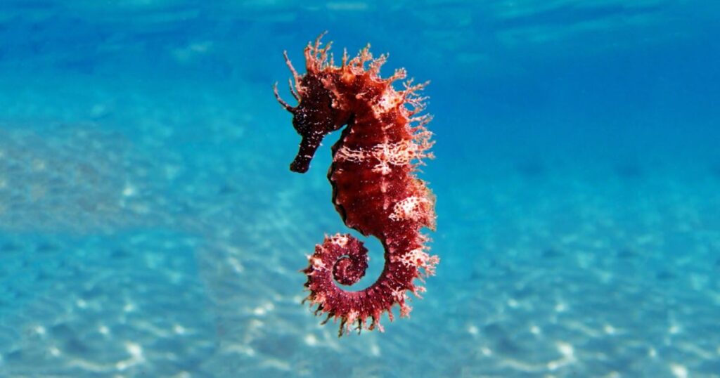 Cute Seahorse Names