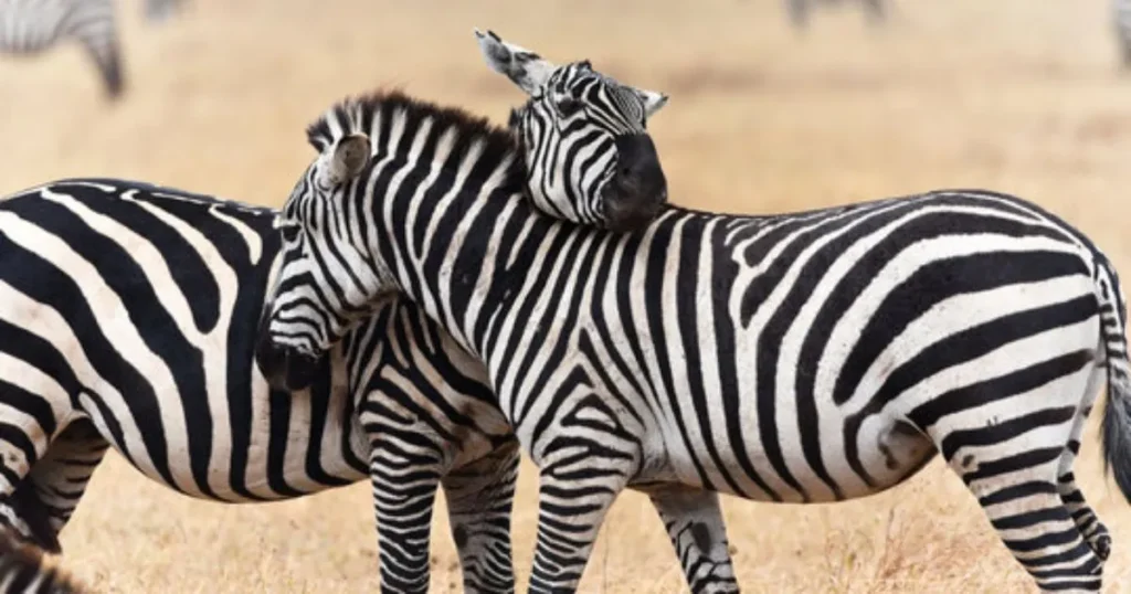 Cute Zebra Names