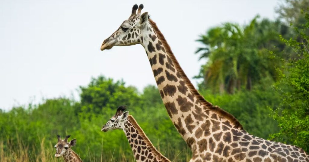 Disney Giraffe Names