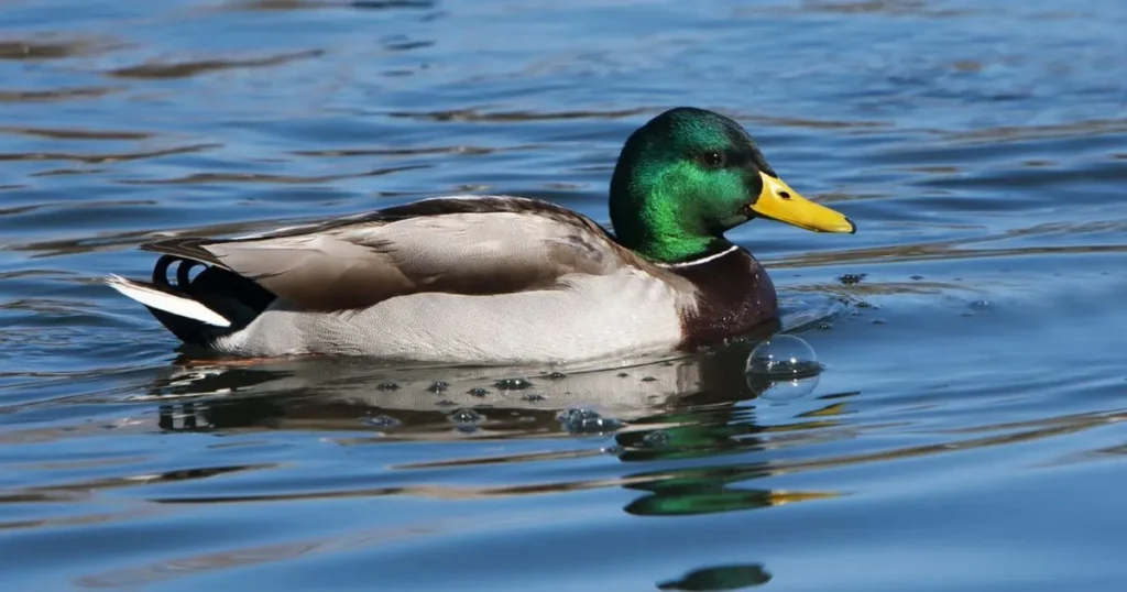 Duck Names With Meaning