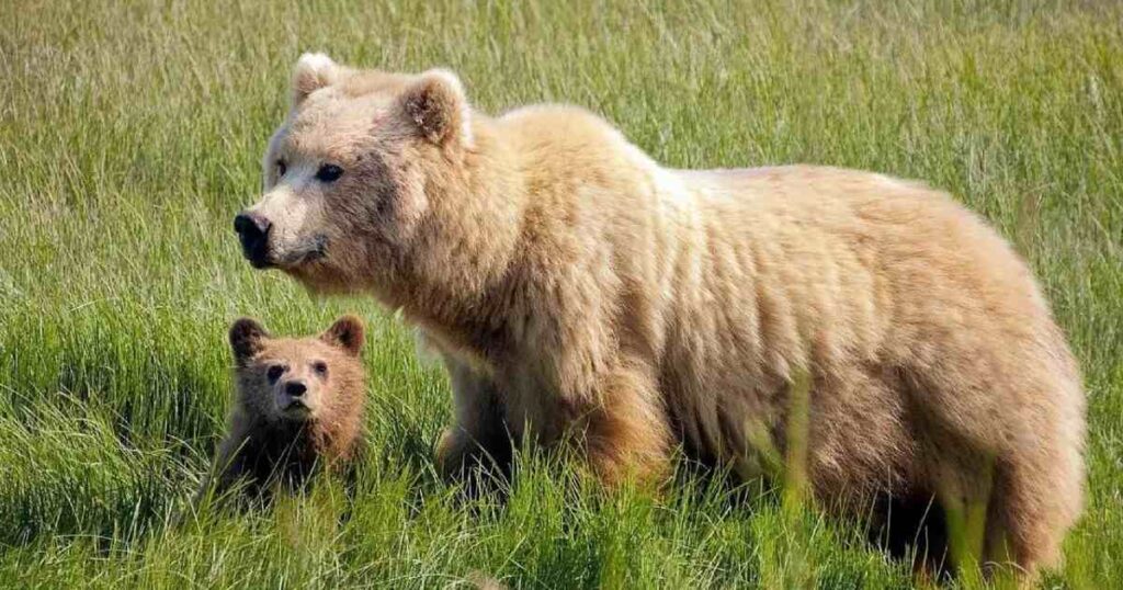 Female Bear Names