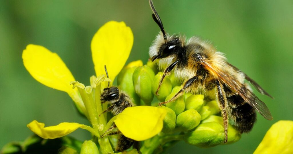 Female Bee Names