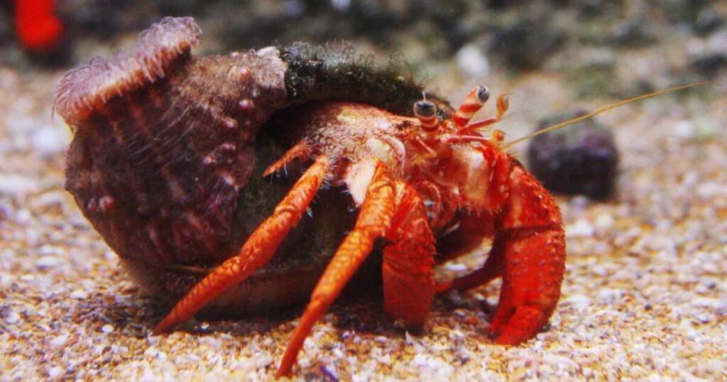 Female Hermit Crab Names